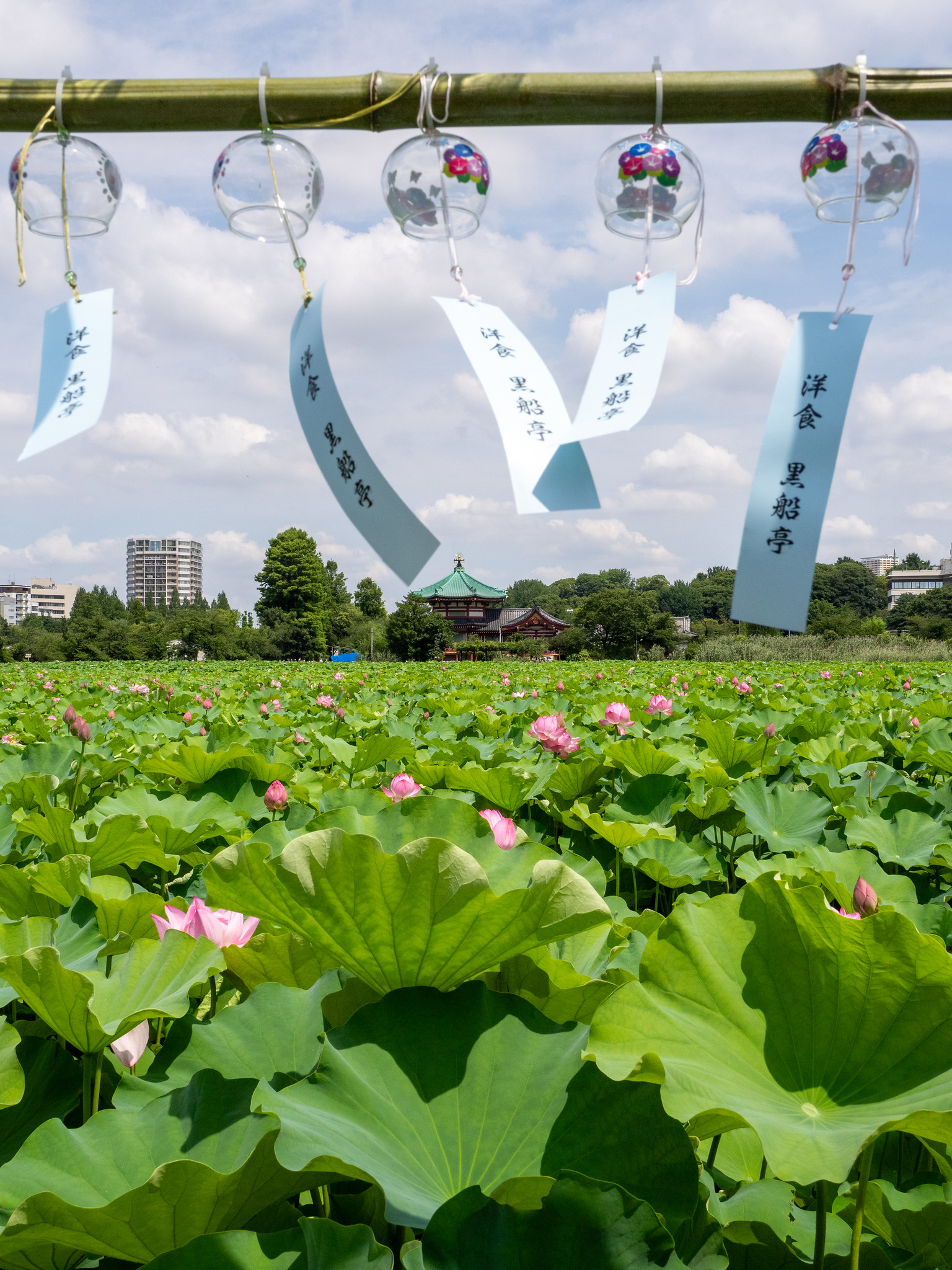 不忍池のハスと風鈴 蓮見デッキりんりん回廊 #うえの夏まつり 2024