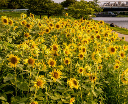 旧中川河川敷のひまわり畑 #東大島 #ひまわり