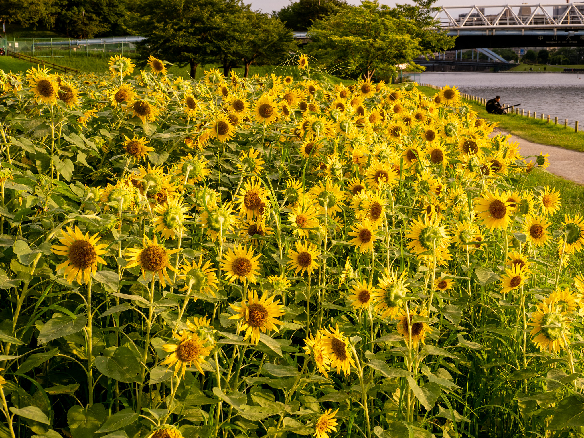 旧中川河川敷のひまわり畑 #東大島 #ひまわり