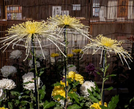 亀戸天神社 菊まつり