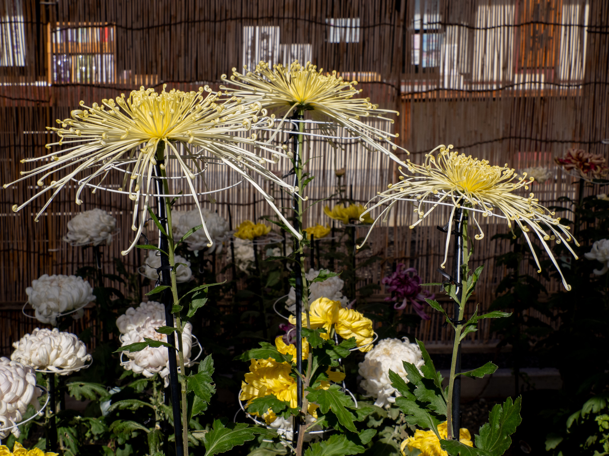 亀戸天神社 菊まつり