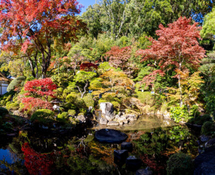 修善寺の紅葉その１ 修禅寺庭園 東海第一園 秋の特別公開 と 桂川の紅葉 #紅葉