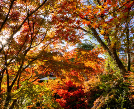 三島市立公園 楽寿園 の #紅葉