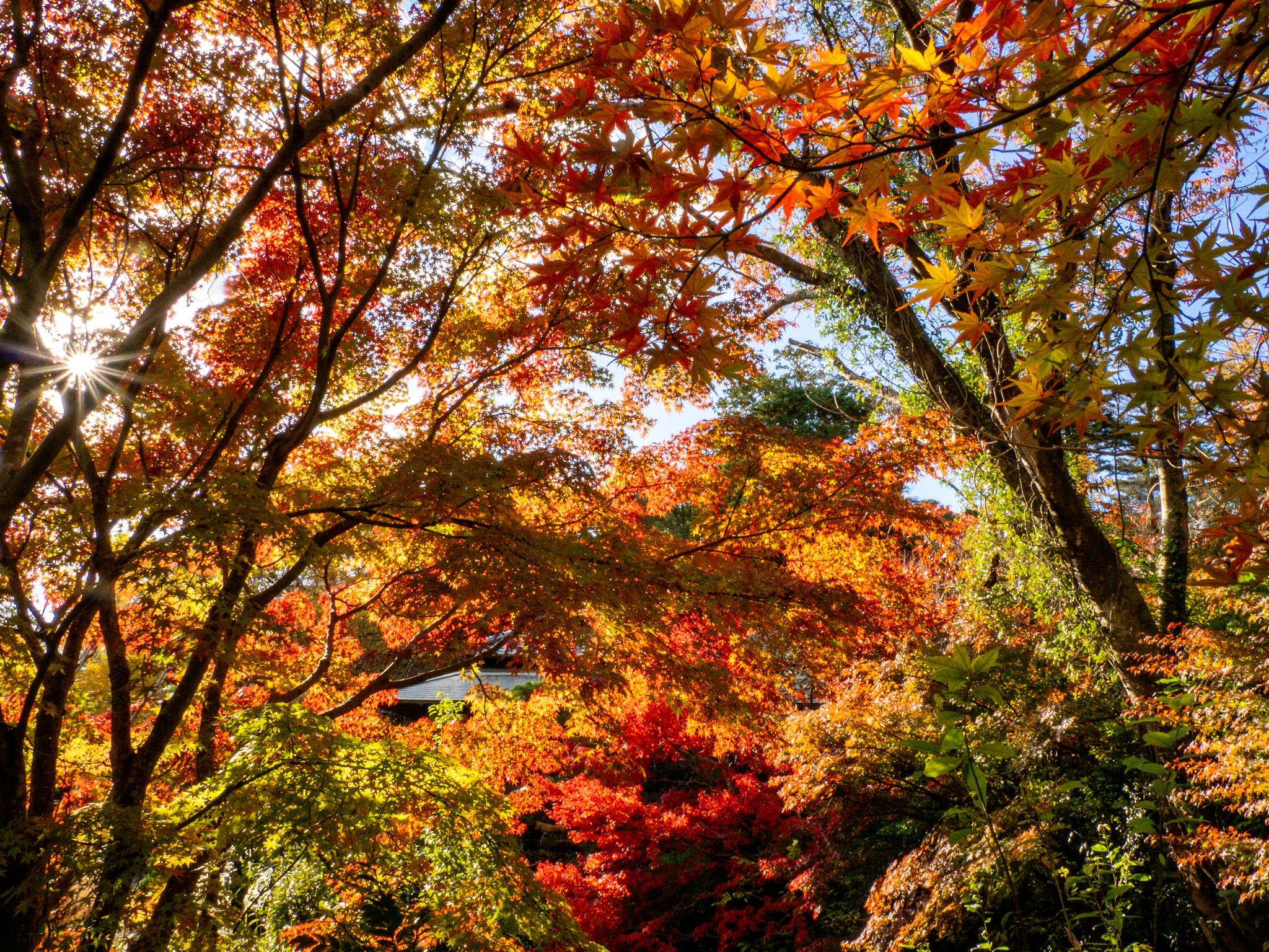 三島市立公園 楽寿園 の #紅葉