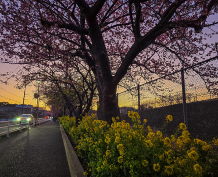 三浦海岸 夕暮れの河津桜と菜の花 #河津桜 #三浦海岸桜まつり