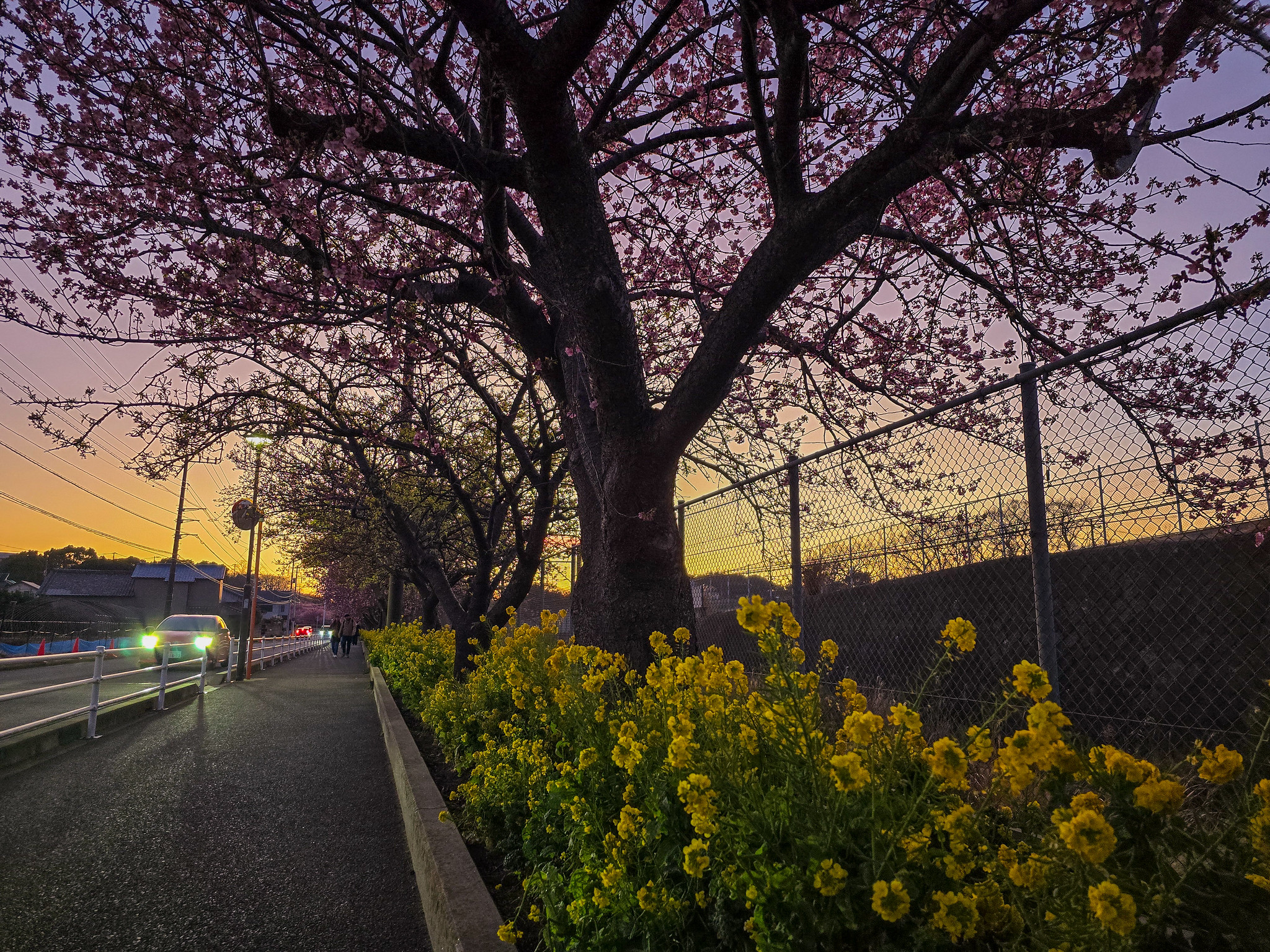 三浦海岸 夕暮れの河津桜と菜の花 #河津桜 #三浦海岸桜まつり