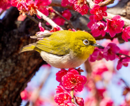 梅と桜のフォトウォーク #北十間川 #旧中川 #カメイドクロック #梅 #メジロ #河津桜 #菜の花