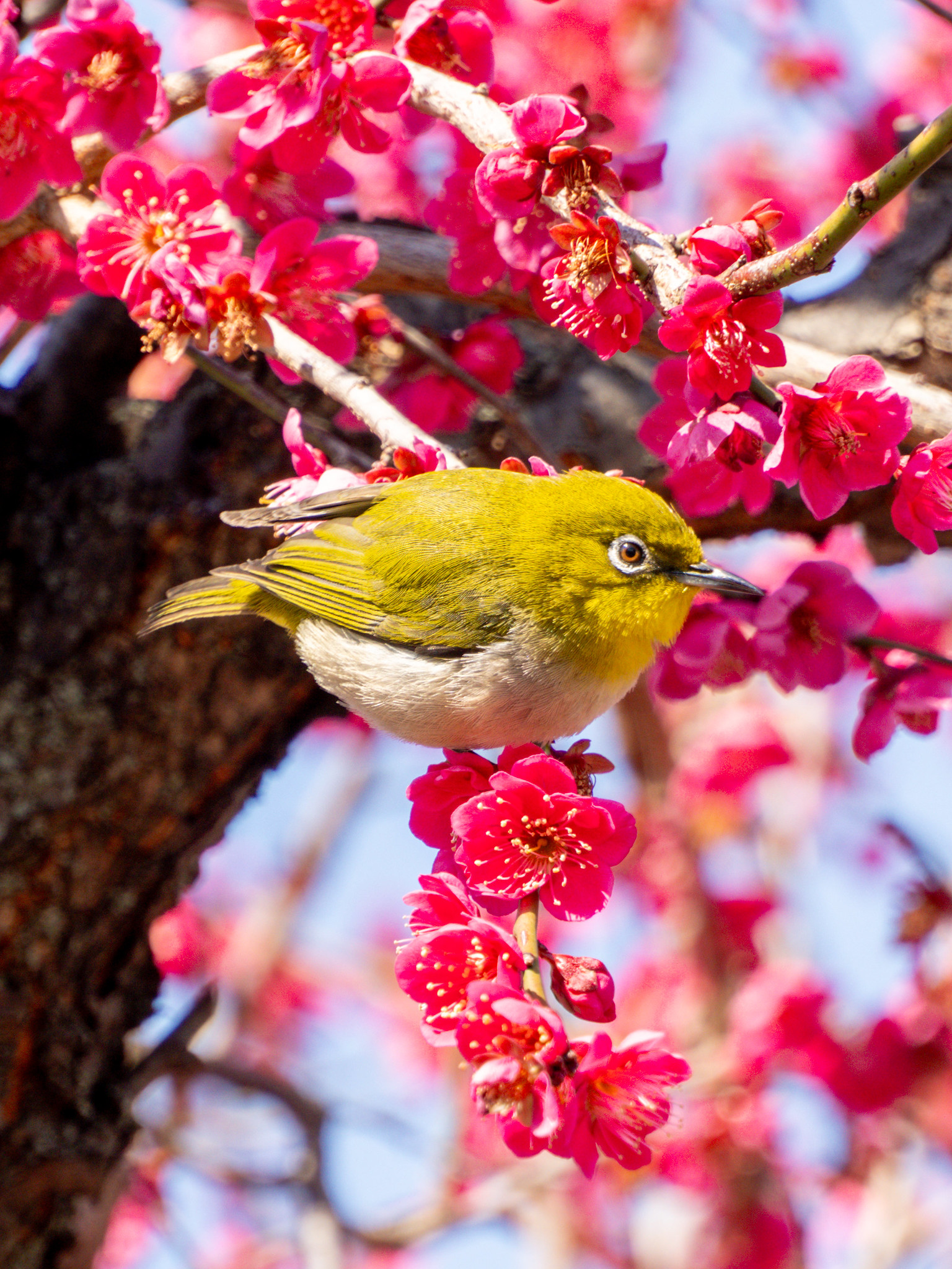 梅と桜のフォトウォーク #北十間川 #旧中川 #カメイドクロック #梅 #メジロ #河津桜 #菜の花