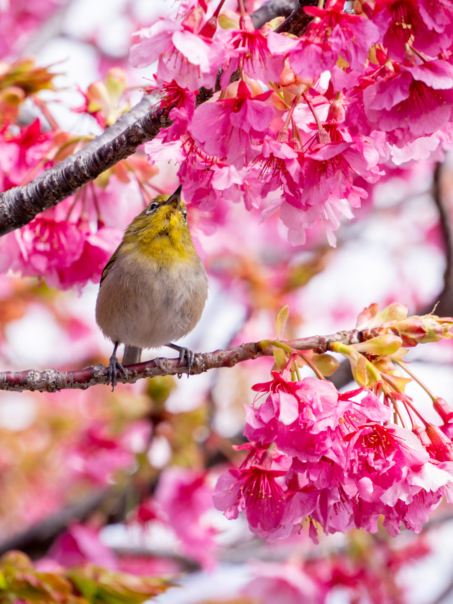 #猿江恩賜公園 の 啓翁桜 & アンズ と #木場公園 の 河津桜