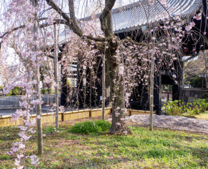 桜散歩2025 うえの桜フェスタ #開山堂 #上野恩師公園 #上野東照宮 #不忍池