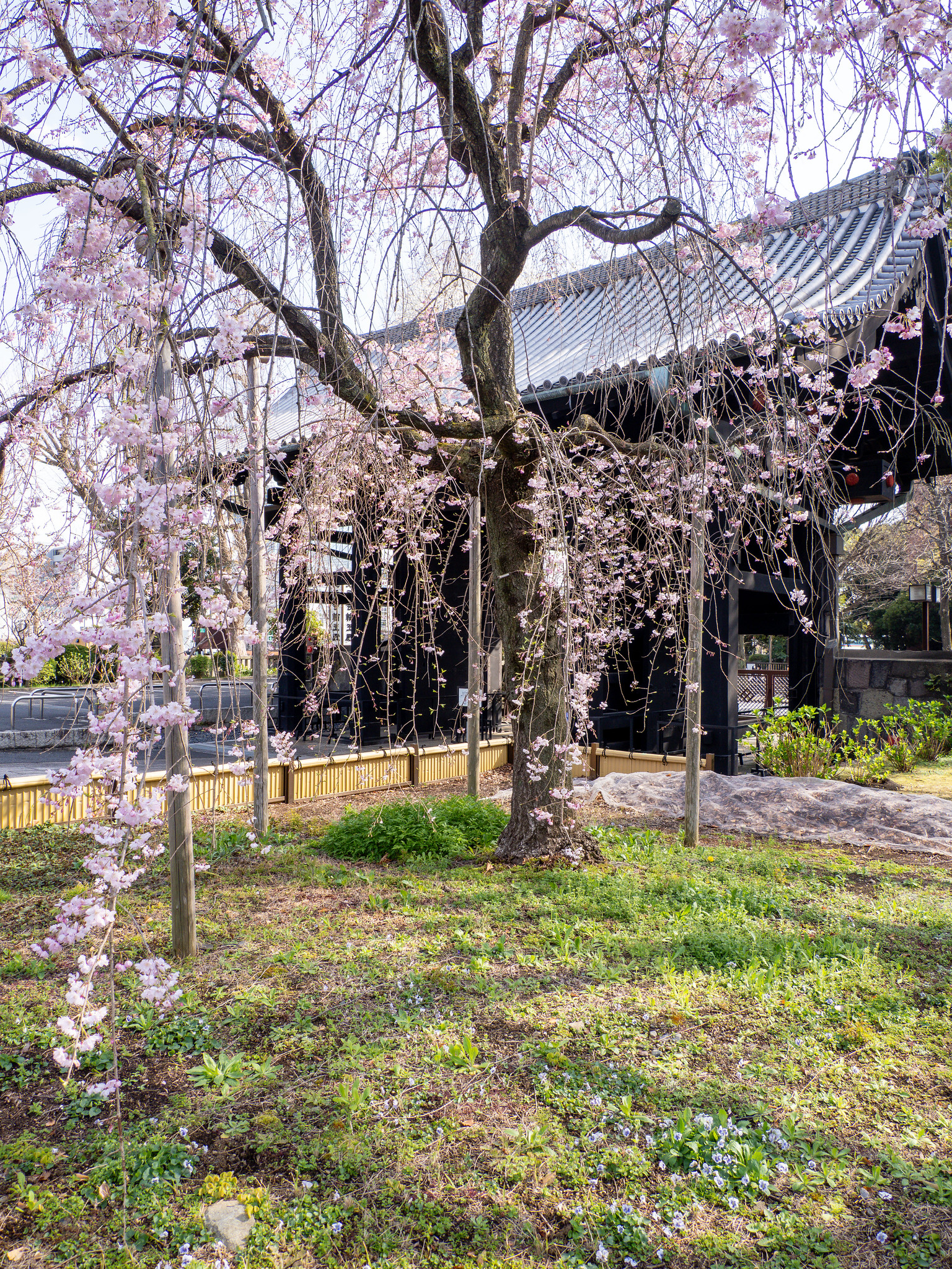 桜散歩2025 うえの桜フェスタ #開山堂 #上野恩師公園 #上野東照宮 #不忍池