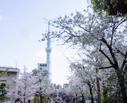 桜散歩2025 桜橋花まつり #山谷堀公園 #吉原遊郭 #べらぼう #鬼滅の刃