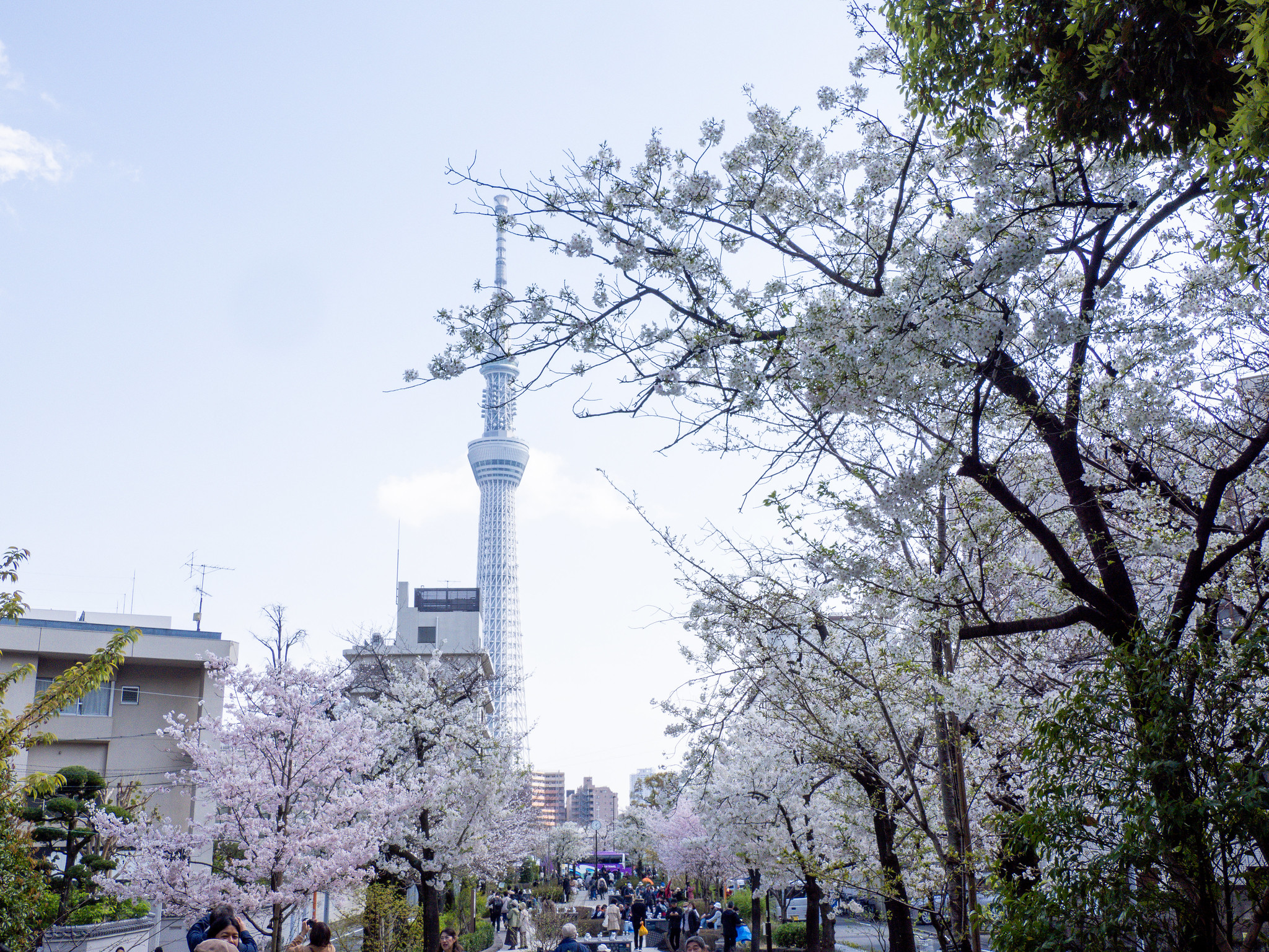 桜散歩2025 桜橋花まつり #山谷堀公園 #吉原遊郭 #べらぼう #鬼滅の刃