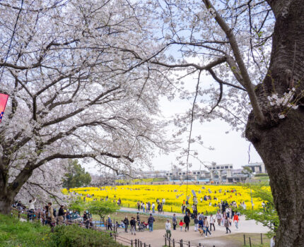 幸手権現堂桜堤 広大な菜の花と桜並木のコラボ #桜 #菜の花