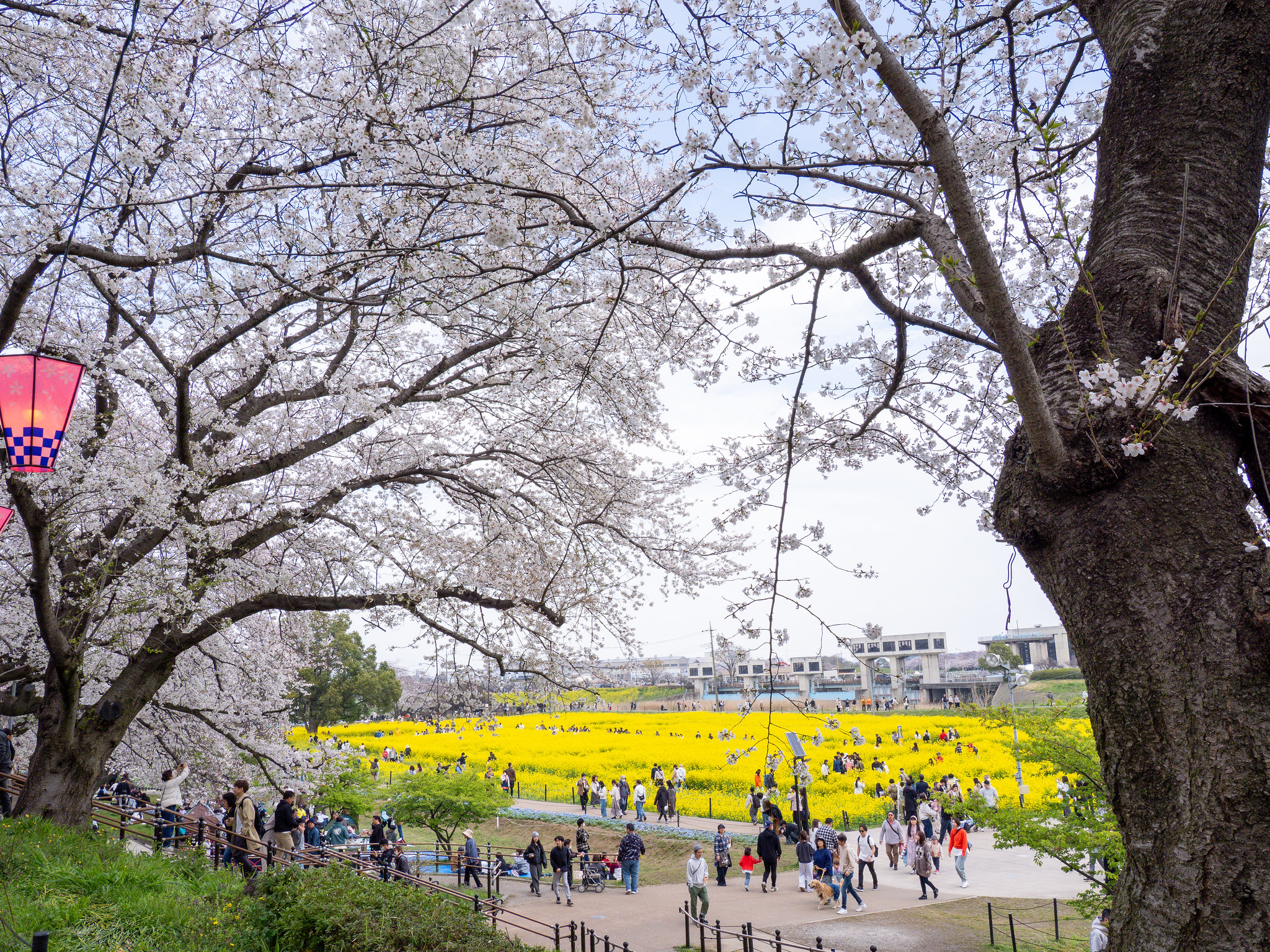 幸手権現堂桜堤 広大な菜の花と桜並木のコラボ #桜 #菜の花