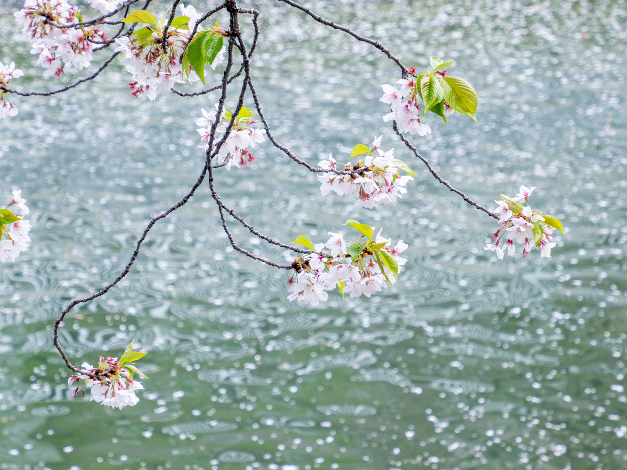 桜散歩2025 ラスト #大横川 #富岡八幡宮 #八幡堀遊歩道 #仙台堀川 #福富川公園 #猿江恩賜公園