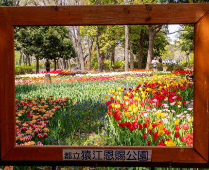#猿江恩賜公園 チューリップの杜 #チューリップ