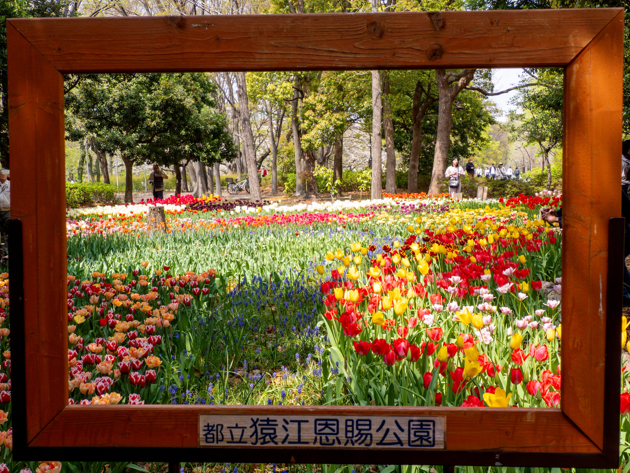 #猿江恩賜公園 チューリップの杜 #チューリップ