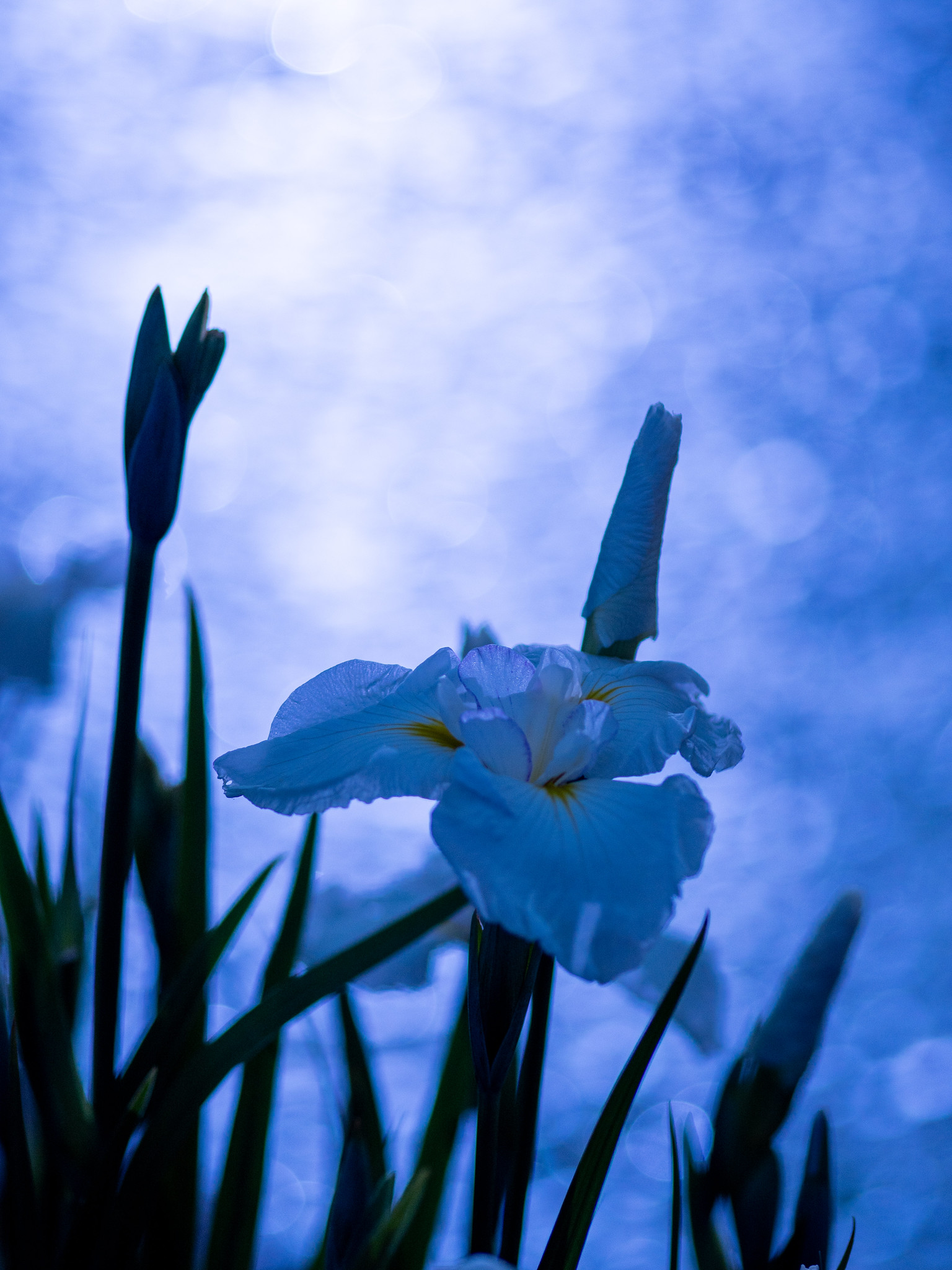 幻想的な菖蒲のライトアップ #堀切菖蒲園 2025葛飾菖蒲まつり