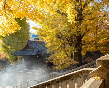 亀戸〜すみだ〜浅草 紅葉の穴場の寺社フォトウォーク #イチョウ #黄葉 #すみファン