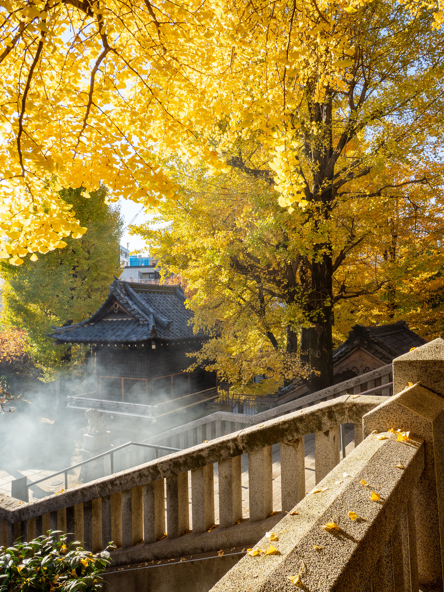 亀戸〜すみだ〜浅草 紅葉の穴場の寺社フォトウォーク #イチョウ #黄葉 #すみファン