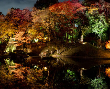 秋の紅葉ライトアップ「ひごあかり」 文京区立 肥後細川庭園 #紅葉 #ライトアップ