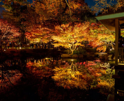 幻想的な紅葉のリフレクションとイチョウ並木のライトアップ #大田黒公園 #紅葉 #ライトアップ 2025 #荻窪