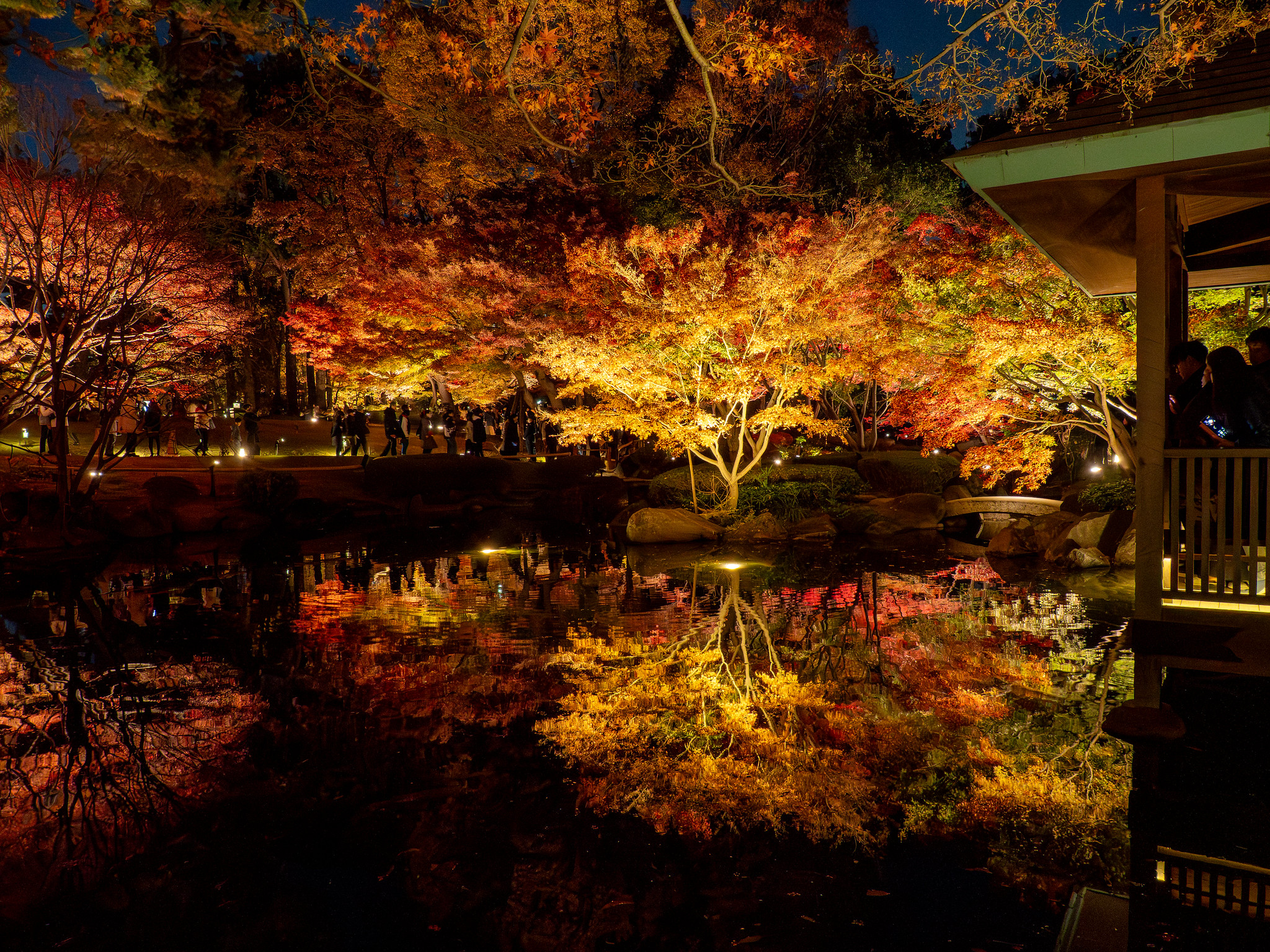 幻想的な紅葉のリフレクションとイチョウ並木のライトアップ #大田黒公園 #紅葉 #ライトアップ 2025 #荻窪