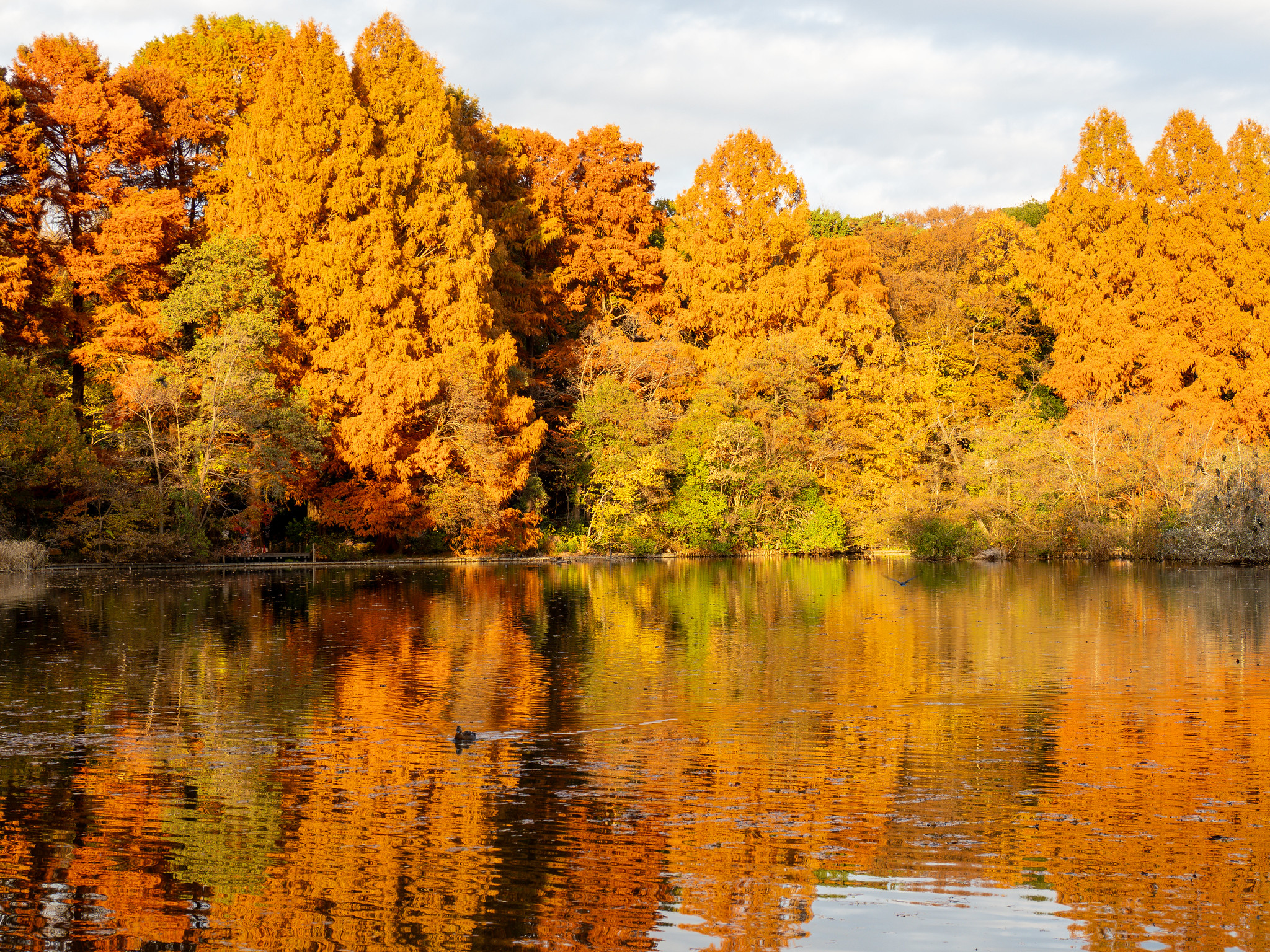 夕日に染まるメタセコイアやラクウショウの紅葉リフレクションが圧巻 #石神井公園 #三宝寺池 #紅葉