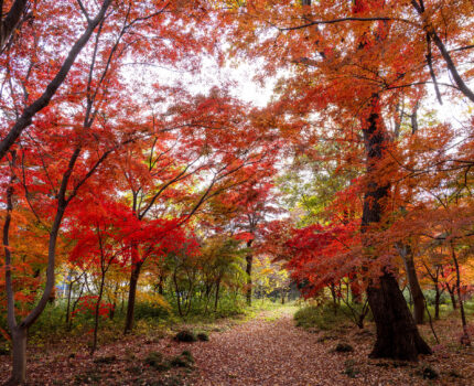 色とりどりの紅葉の光景を楽しめる #平林寺 #埼玉 #紅葉 #紅葉狩り