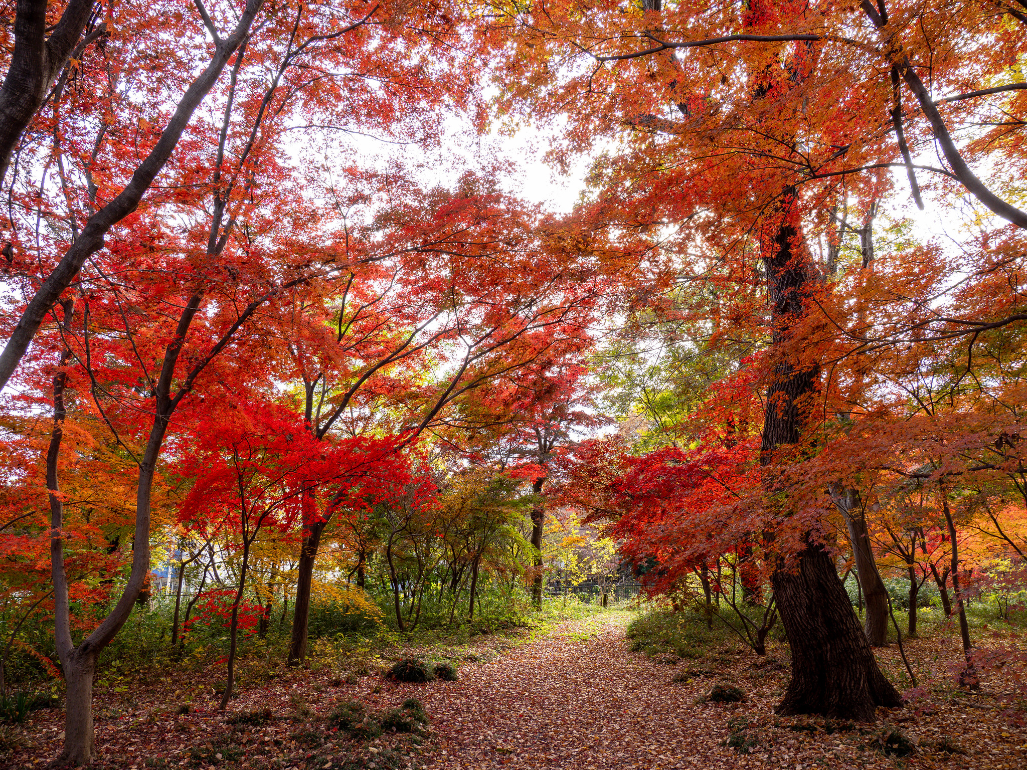 色とりどりの紅葉の光景を楽しめる #平林寺 #埼玉 #紅葉 #紅葉狩り