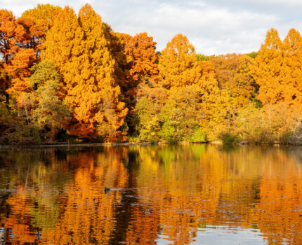 夕日に染まるメタセコイアやラクウショウの紅葉リフレクションが圧巻 #石神井公園 #三宝寺池 #紅葉