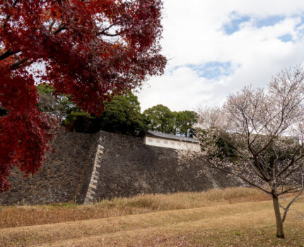 イロハモミジやオオモミジなどの紅葉 フユザクラやシキザクラも 秋季皇居乾通り一般公開