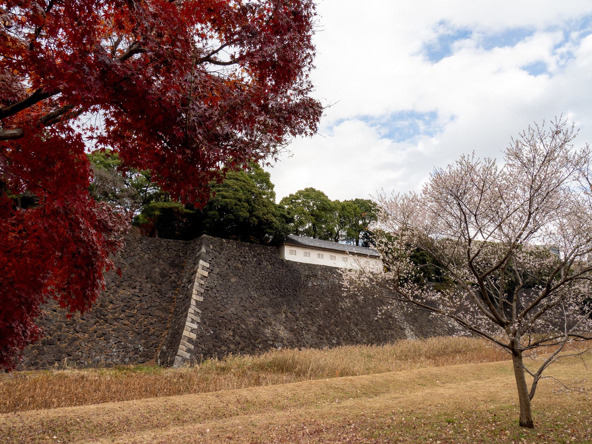 イロハモミジやオオモミジなどの紅葉 フユザクラやシキザクラも 秋季皇居乾通り一般公開