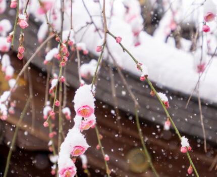 雪中梅花 亀戸天神 梅まつり