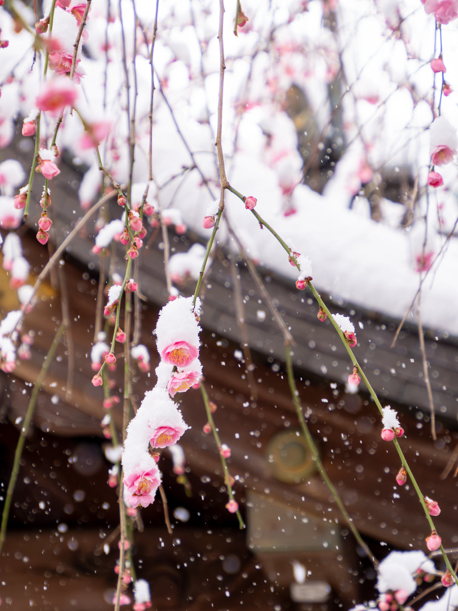雪中梅花 亀戸天神 梅まつり