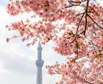 旧中川 河津桜と菜の花と梅