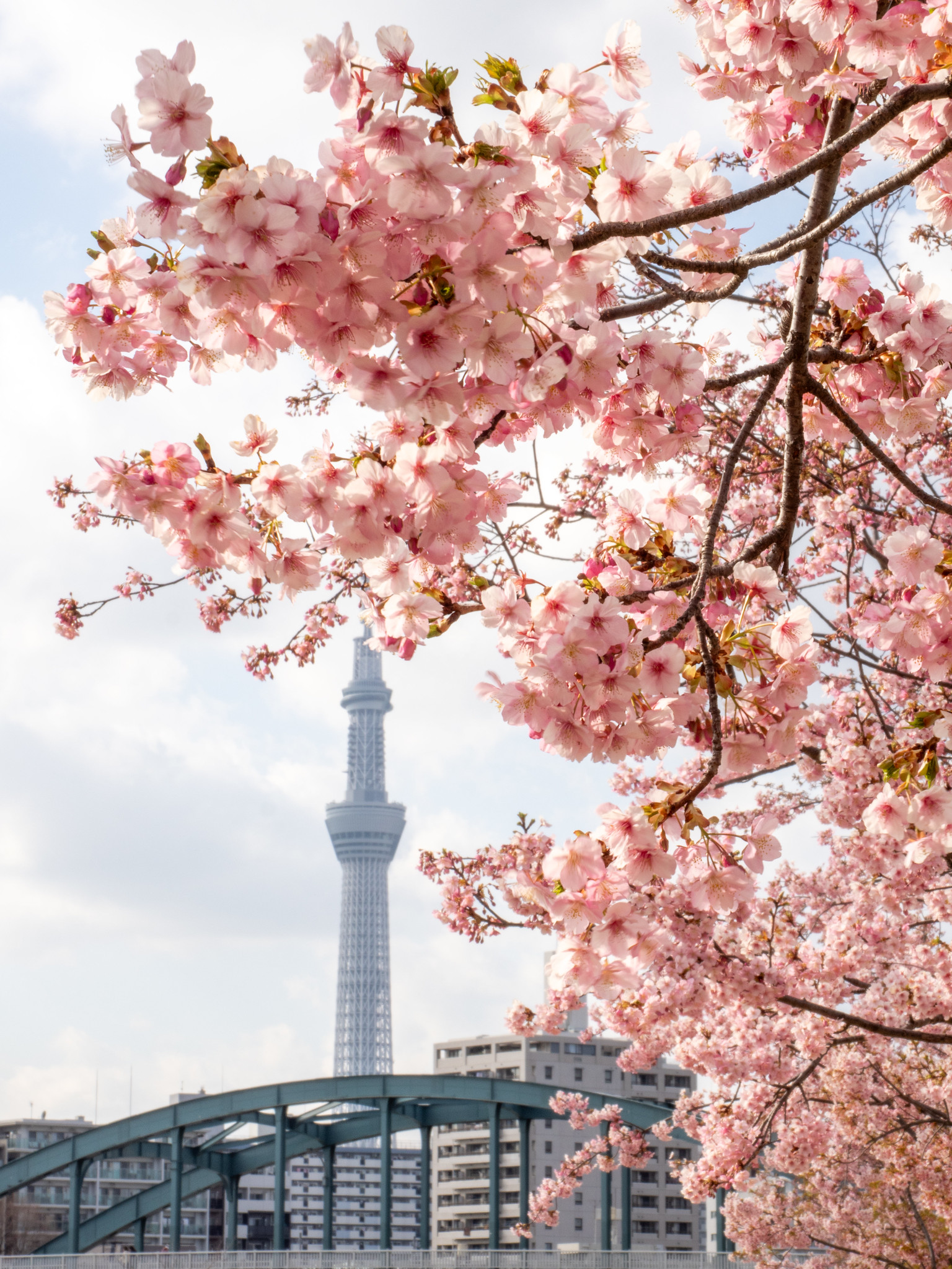 旧中川 河津桜と菜の花と梅