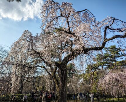 京都御所 桜と桃と梅の共演 #Leica #Leitzphone