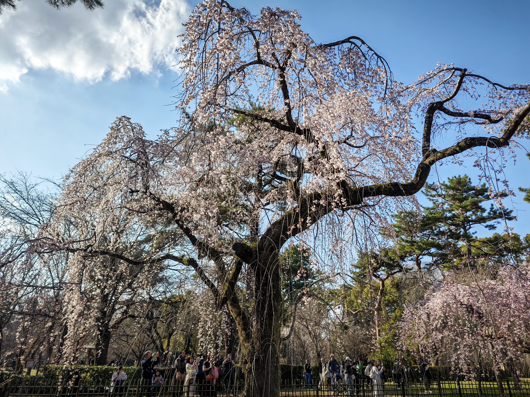 京都御所 桜と桃と梅の共演 #Leica #Leitzphone