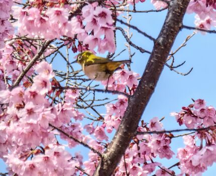 京都 東山散策 知恩院 円山公園 八坂神社 高台寺 二寧坂 建仁寺 花見小路 #Leica #Leitzphone