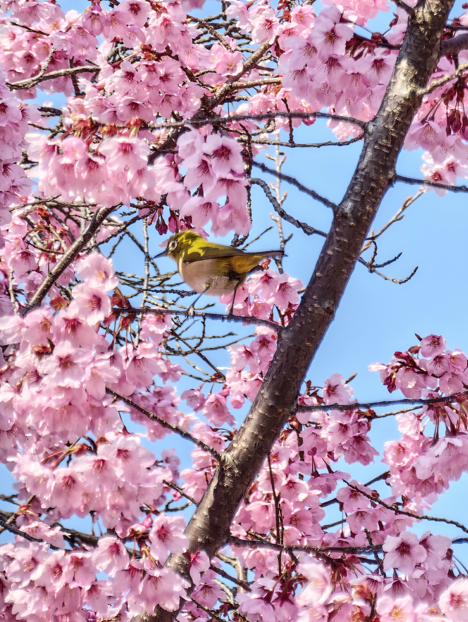 京都 東山散策 知恩院 円山公園 八坂神社 高台寺 二寧坂 建仁寺 花見小路 #Leica #Leitzphone
