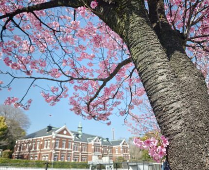 代官町通り 千鳥ヶ淵 靖國神社 外濠公園 桜散策