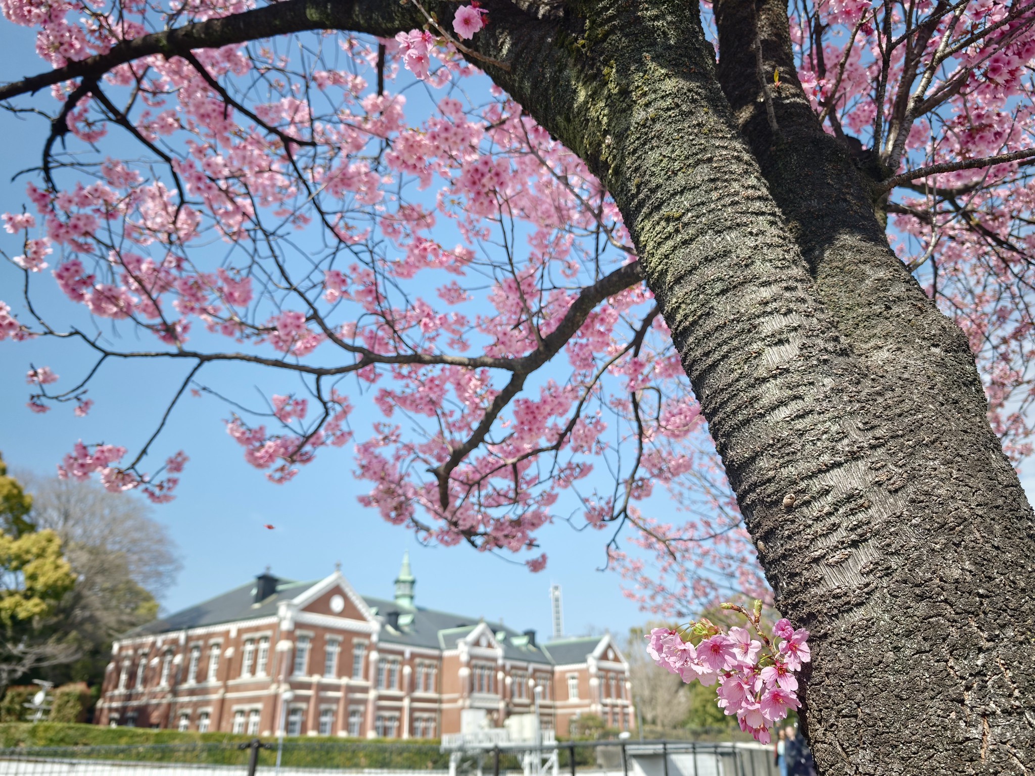 代官町通り 千鳥ヶ淵 靖國神社 外濠公園 桜散策