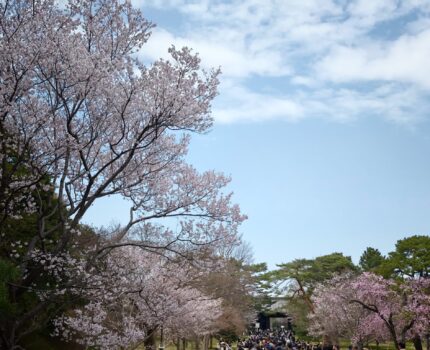 ハルメキ ベニシダレザクラ エドヒガン シダレザクラ ジンダイアケボノ コシノヒガンザクラ ヨウシュン ヨウコウ 春季皇居乾通り一般公開