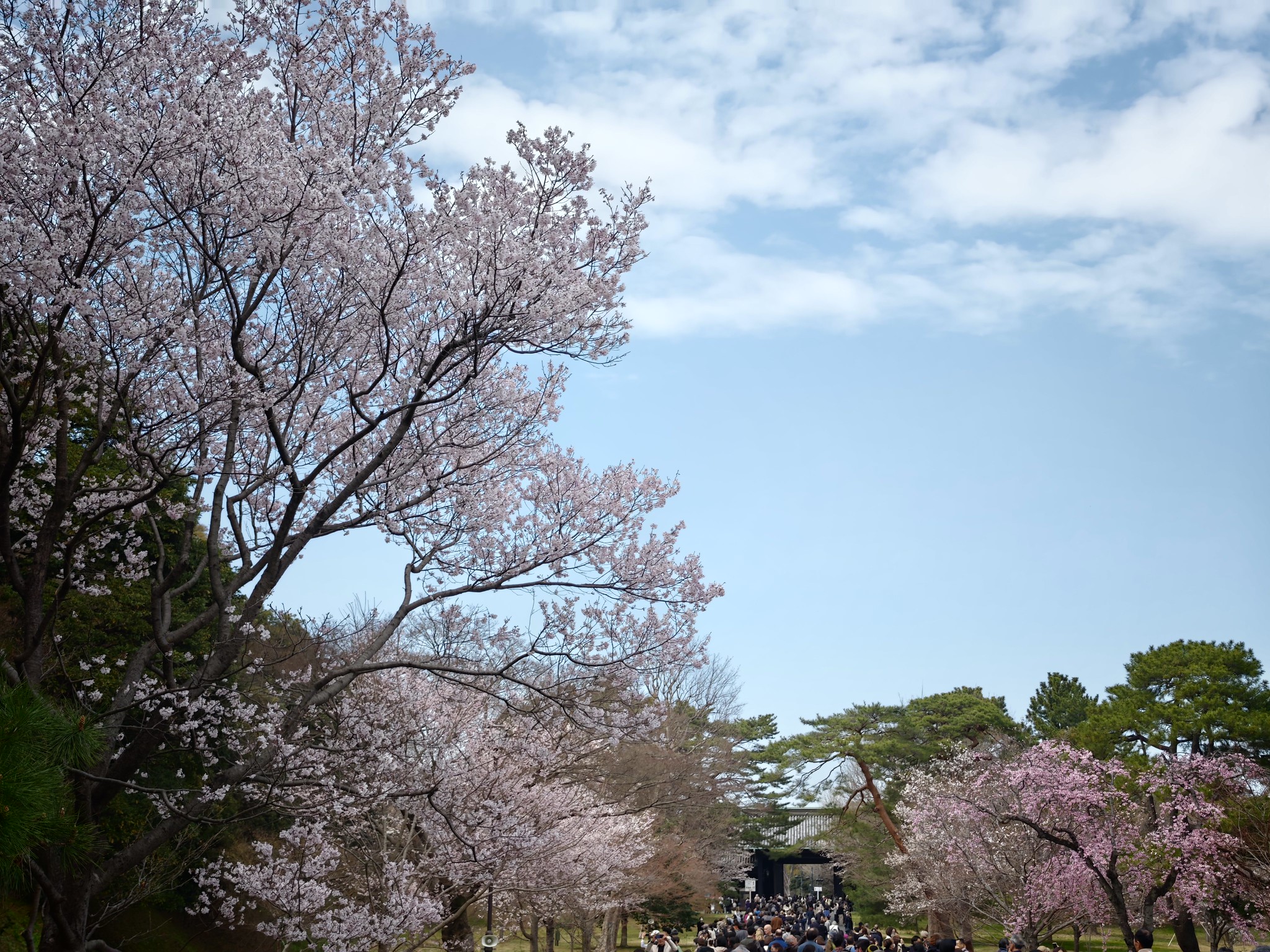 ハルメキ ベニシダレザクラ エドヒガン シダレザクラ ジンダイアケボノ コシノヒガンザクラ ヨウシュン ヨウコウ 春季皇居乾通り一般公開