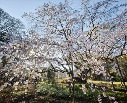 満開の六義園のしだれ桜 #Leica #Leitzphone