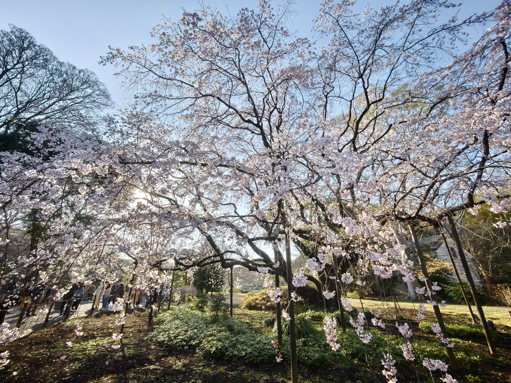 満開の六義園のしだれ桜 #Leica #Leitzphone