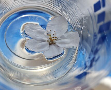 すみだストリートジャズフェスティバル フレンドシップミーティング 花見 ＠ 錦糸公園