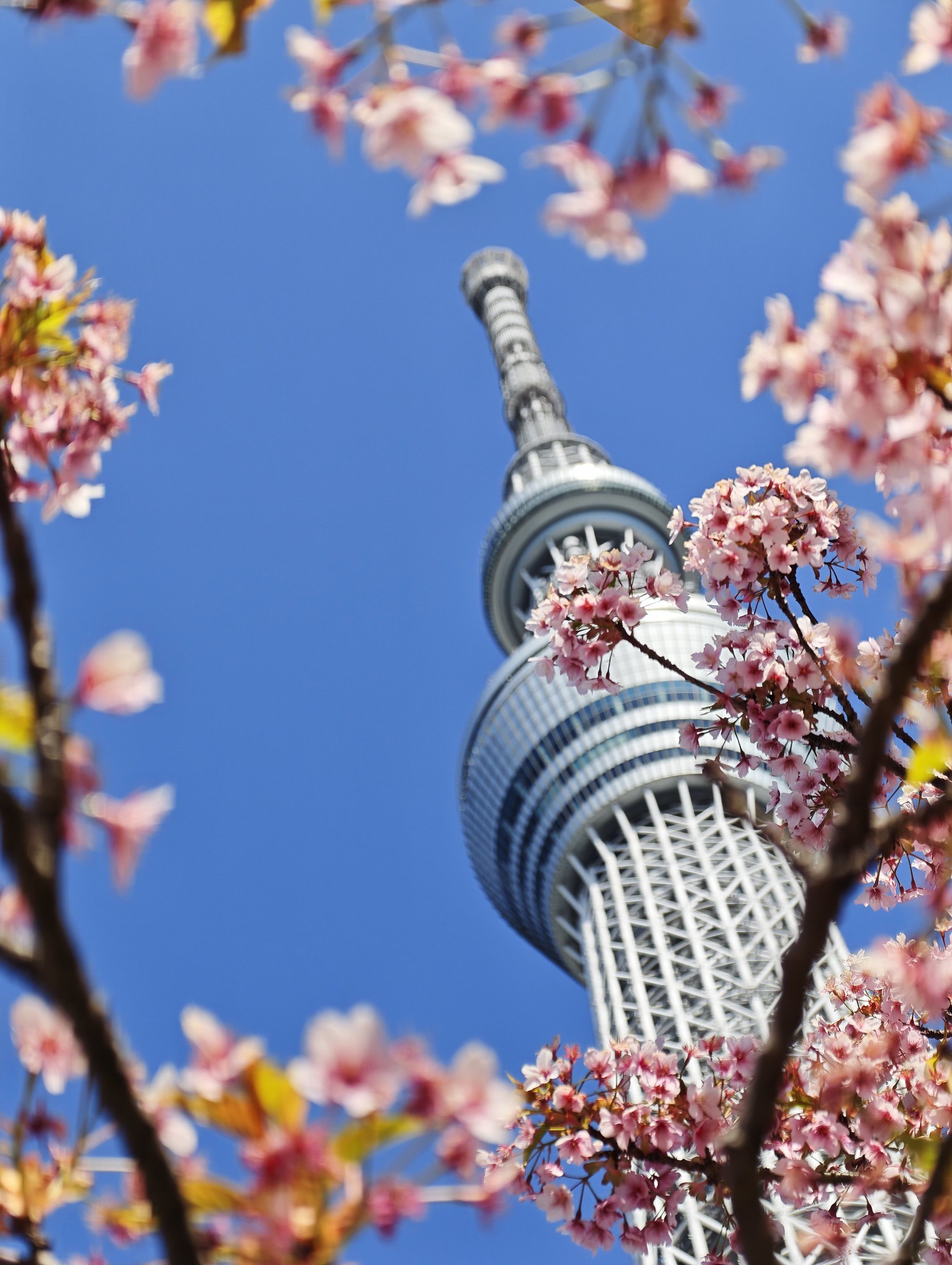 Leica Leitzphone powered by Xiaomi で撮影した写真 #Leica #Leitzphone